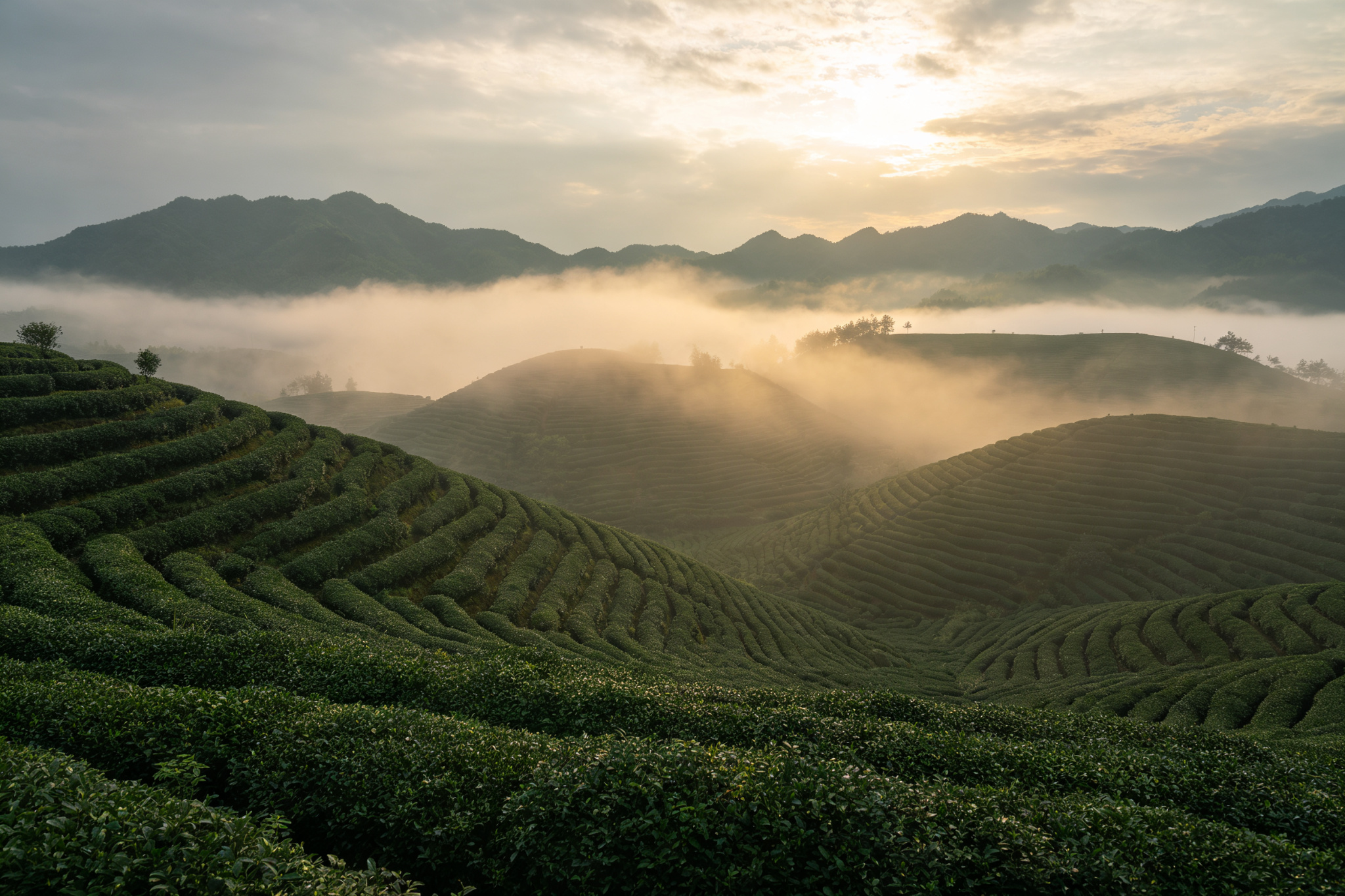 Tea Mountain